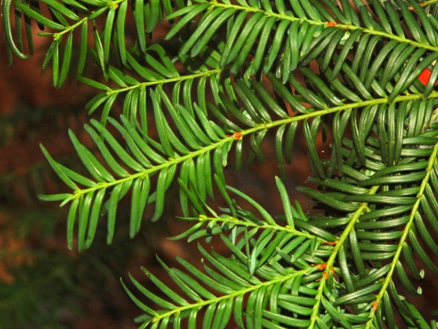 Taxus baccata / Tasso